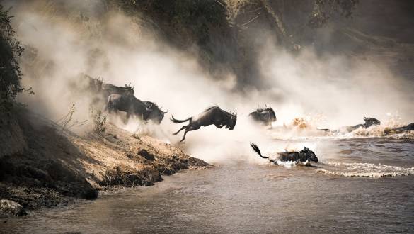 Wildebeest jumping into the water