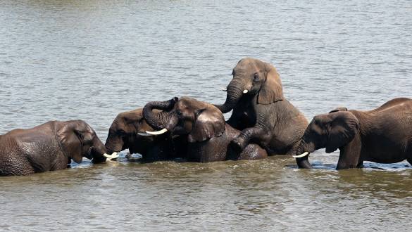 Mehrere Elefanten tummeln sich im Wasser