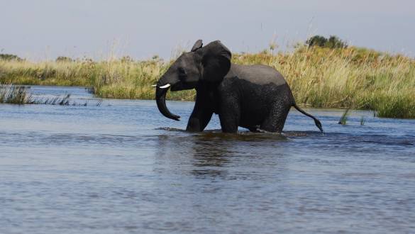 Botswana Safari: Your Wildest Dreams