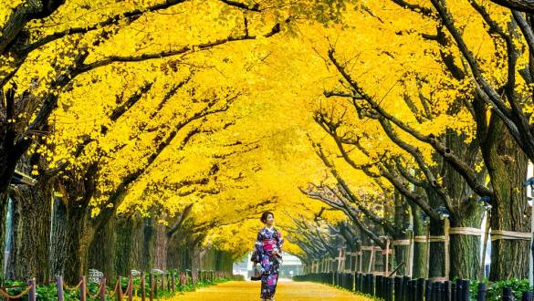 Gingko tree-lined street in autumn near the Meiji shrine of Tokyo