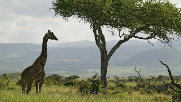 Enchanting Travels Kenya Tours Masai Giraffe stands under acacia tree in Lewa Wildlife Conservancy, North Kenya,