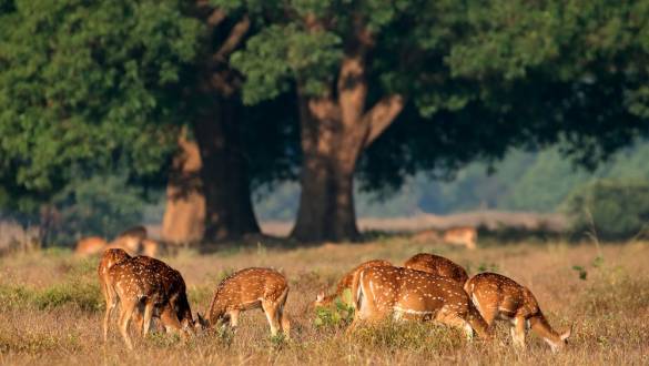 Tiger Safaris in India: Adventures Off the Beaten Path