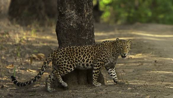 Indian Leopard in Kanha Tiger Reserve, Madhya Pradesh