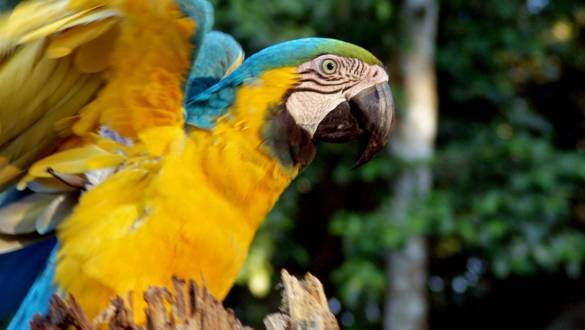 Papagei im Madidi Nationalpark, Bolivien