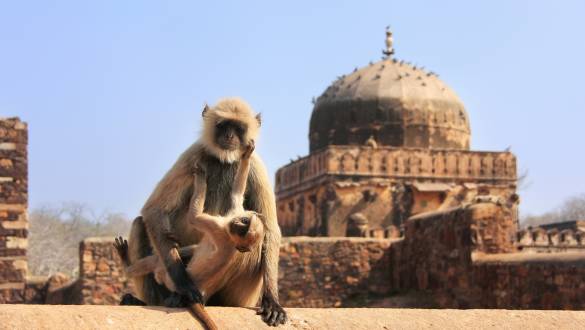 Tiger Safaris in India: Adventures Off the Beaten Path