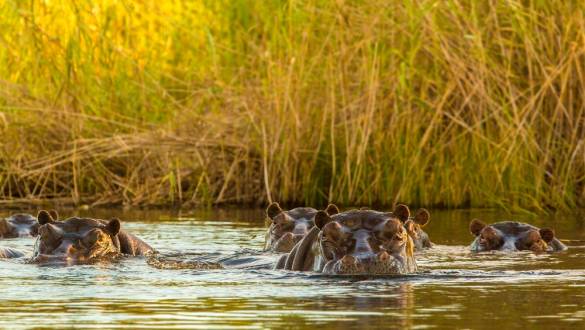 Hippopotami keeps cool in a river which is part of the Okavango Delta. shutterstock_157926710