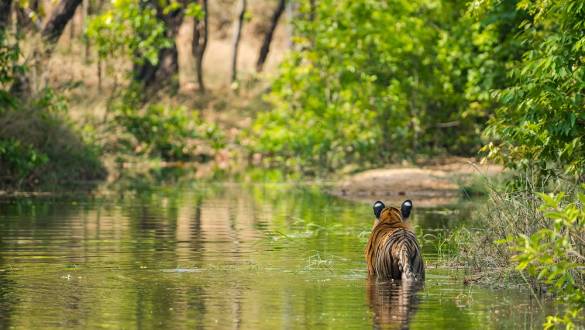 Rajbhera Male Cub at Bandhavgarh National Park