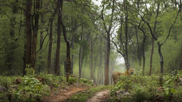Tiger Safaris in India: Adventures Off the Beaten Path