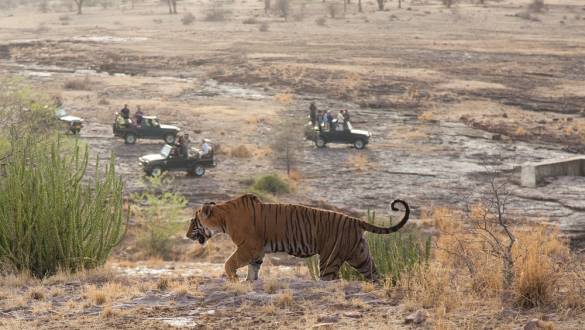 Safari Group watching Wild Tiger, Ranthambore National Park, India