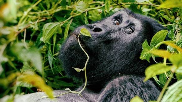 Rwanda Gorillas