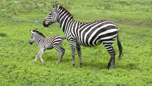 5 Gründe, warum Sie Botswana in der Green Season besuchen sollten