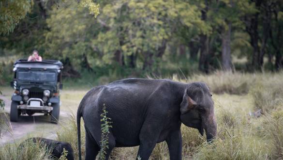 Meet Chaminda Dammika, Our Expert Sri Lankan Guide