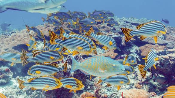 The Oriental sweetlips and Bigeye emperors, Maldives, Asia