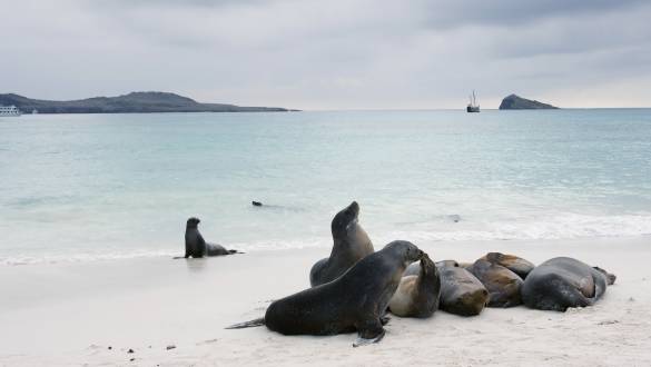 Sea Lions playing on the beach