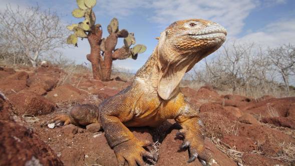 Iguana, Glapagos