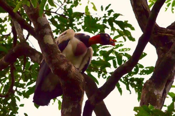 King Vulture