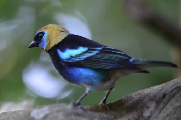 Tanager