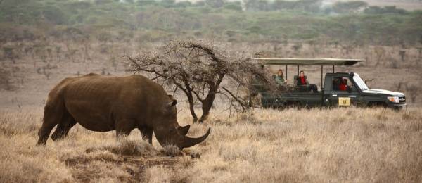 Top 10 Things To Do in Kenya - wildlife safari in Lewa