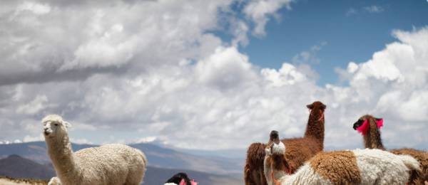 Enchanting Travels Peru Tours Llamas in Peru