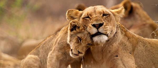 Lions Kruger South Africa Tour