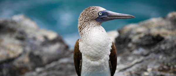 Nahaufnahme eines Blaufußtölpels auf den Galapagos-Inseln, Ecuador