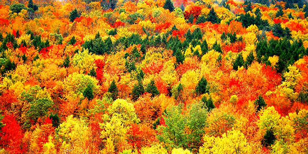 Autumn-leaves-New England-Fall- Foliage-Header-ALTR