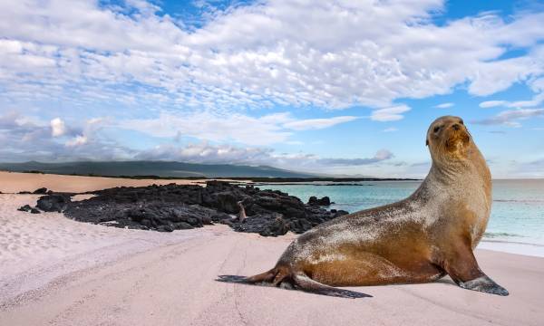 Nahaufnahme einer Robbe am Strand, Galapagos Inseln, Ecuador