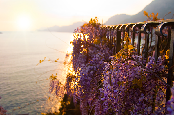 Amalfi Coast Wisteria