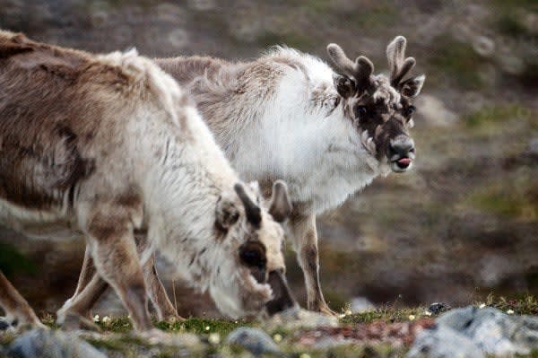 xVAV_reindeer_jul2012-600x399.jpg.pagespeed.ic.ptngTybtIW