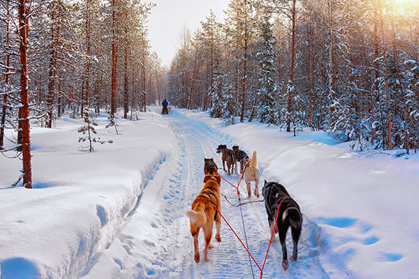 Dogsledding in forests, Sweden