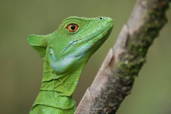 Green Lizard on Branch