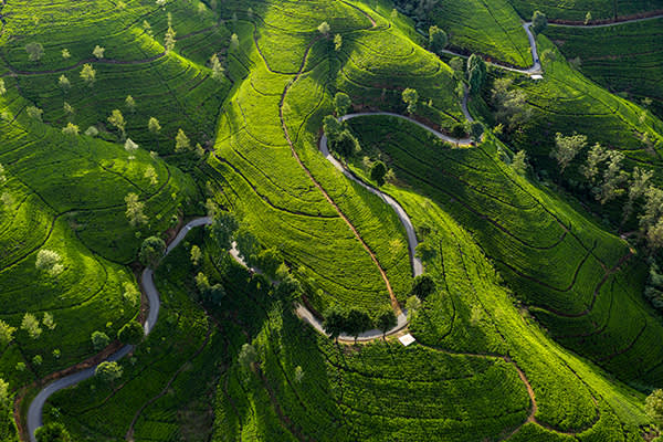 Sri Lanka, Rice Paddy Fields