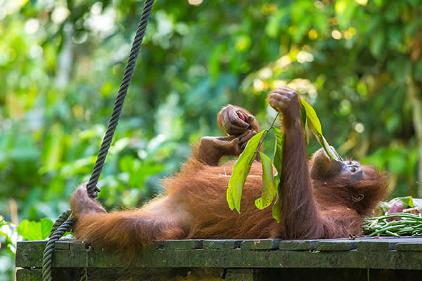 Malaysia Orangatans