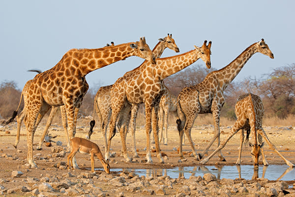 Giraffe herd in South Africa