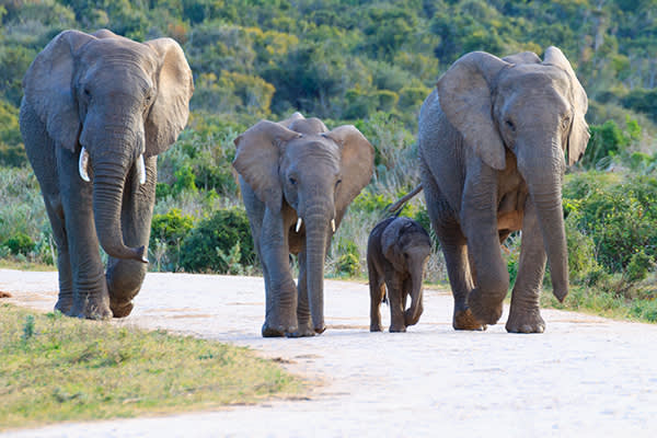 Elephant heard in South Africa