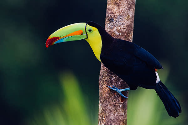 Bird in Costa Rica