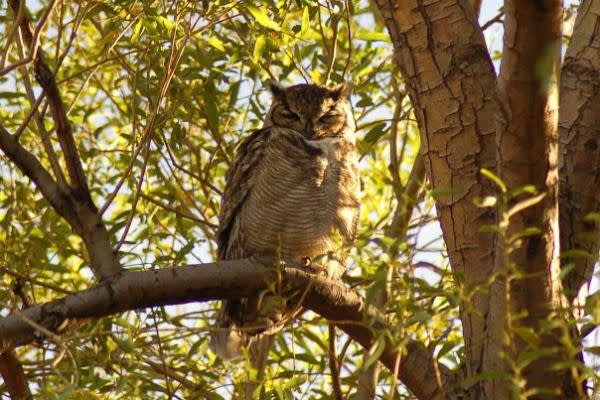 Magellanic Owl