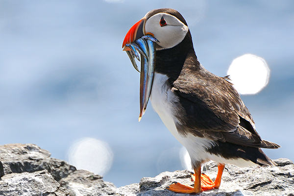 Orkney Island, Scotland Puffin