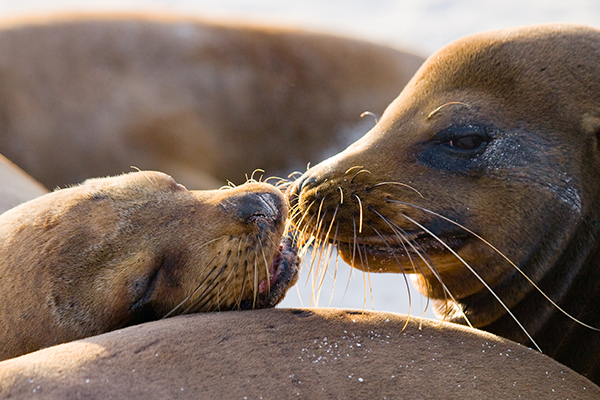 Sea Lions Galapagos