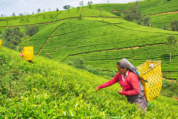 This is our Sri Lanka: The Kalu Family Farm