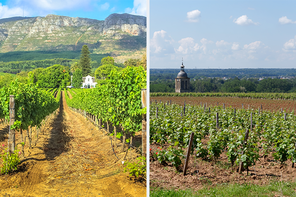 Vineyards in Stellenbosch vs vineyards in the Loire Valley