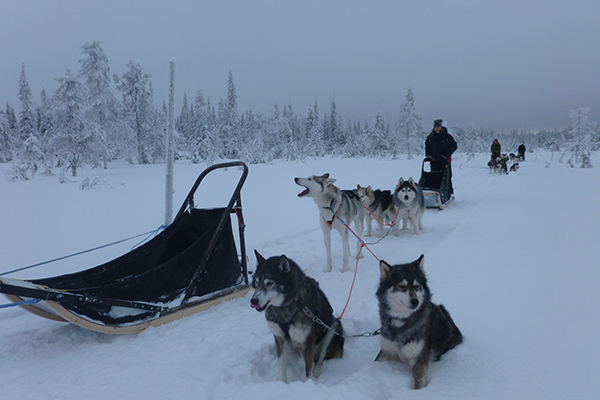 Dogsledding in forests, Finland