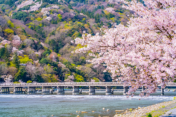 Arashiyama, Japan during blossom season