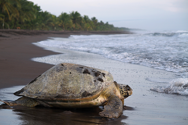 giant turtle