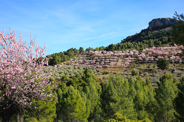 Sierra de Aitana Mountains in bloom