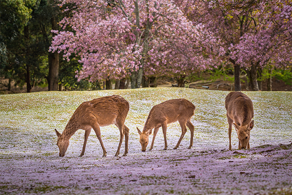 Nara Park, Japan