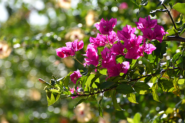 bougainvillea