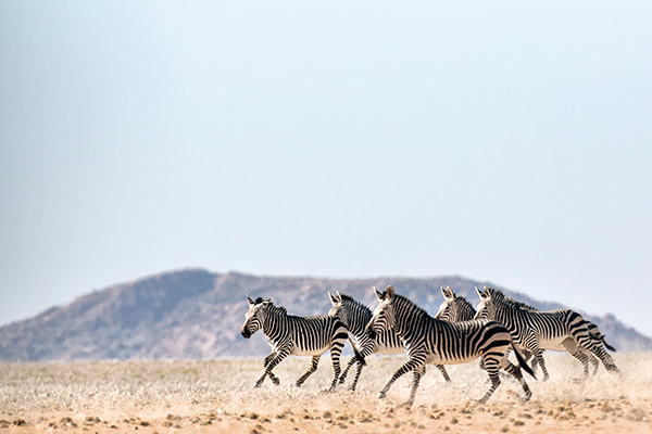 herd of zebras