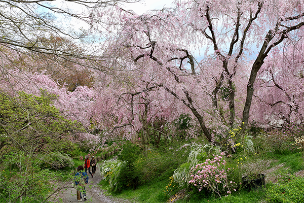 Haradani-En Garden, Japan