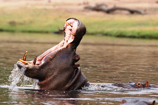 Wildlife & Wilderness of Botswana